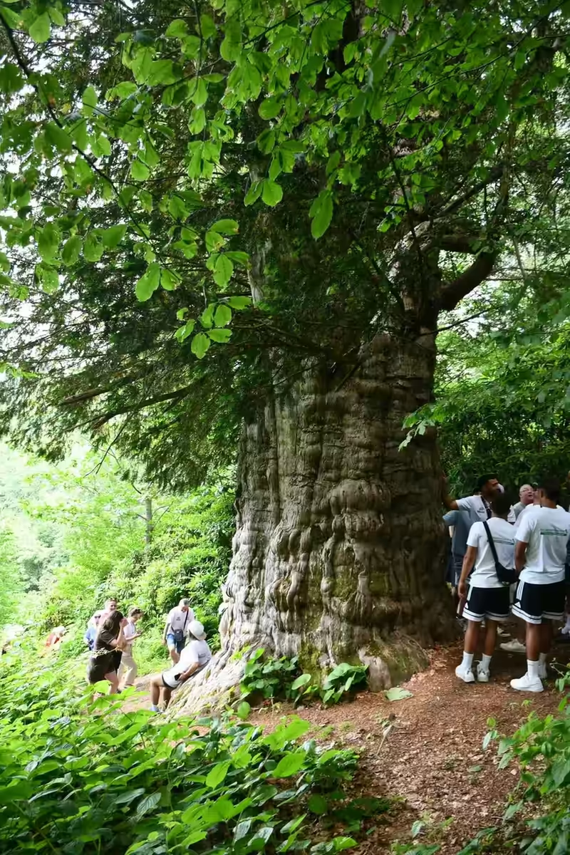 Der rund 4.000 Jahre alte Baum im Wald von Gümeli